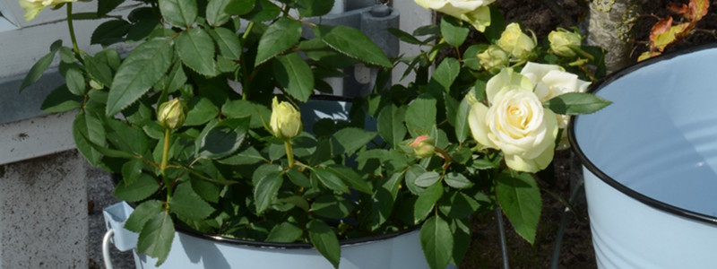 Titel Bild 4